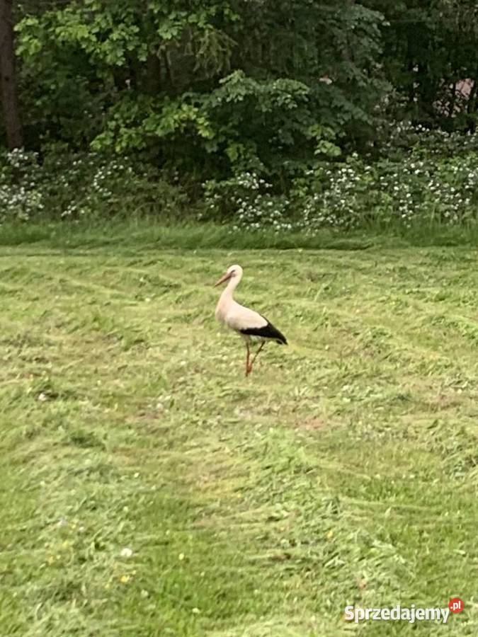 Siano w Balotach Łęki Kościelne