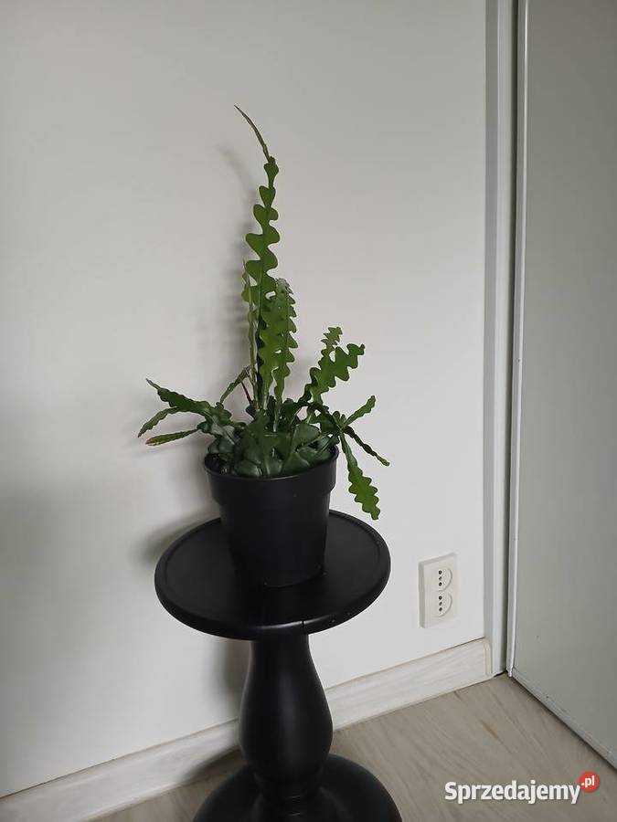 Epiphyllum anguliger kaktus zygzakowaty zygzak Częstochowa