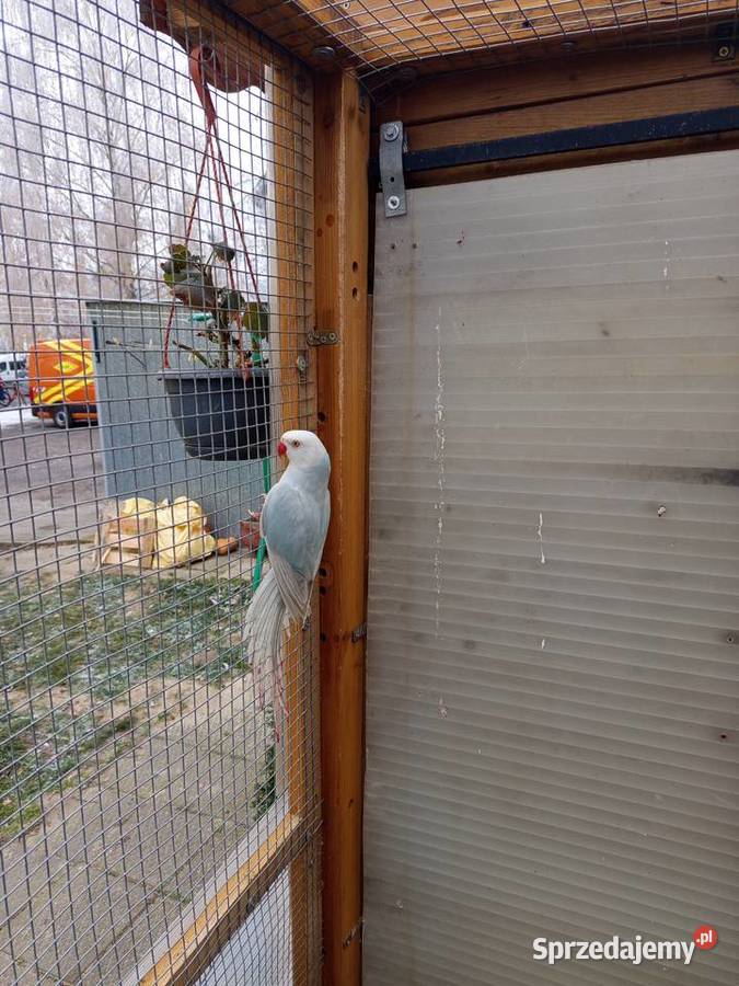 Aleksandretty samice 2024 Środa Wielkopolska sprzedam