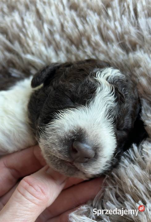 Hiszpański Pies Dowodny Szczenięta Porąbka