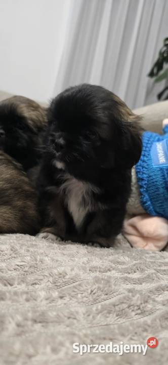 Szczeniaki shihtzu Dulcza Wielka