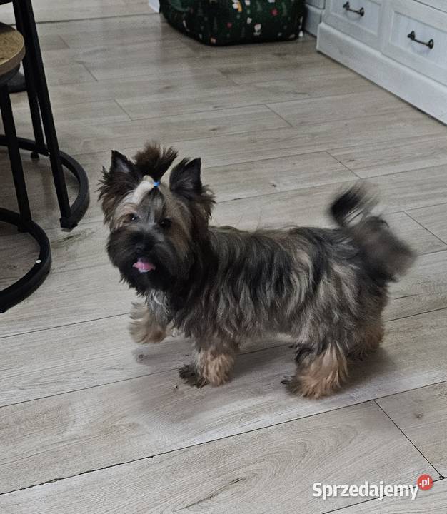 Śliczny piesek York Ocean Pearl Unikatowe Cudo Opole