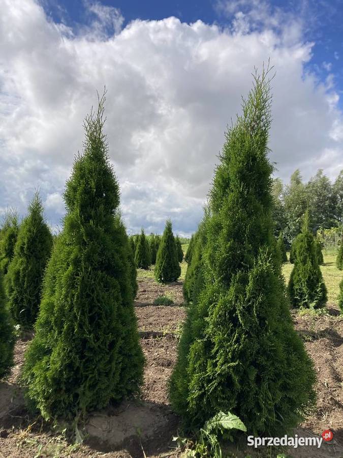 TujaThujaTuje Szmaragd 140210 Rypin