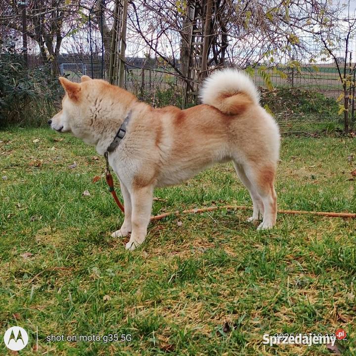 Shiba Inu czerwony przemiły piesek Bychawka Trzecia