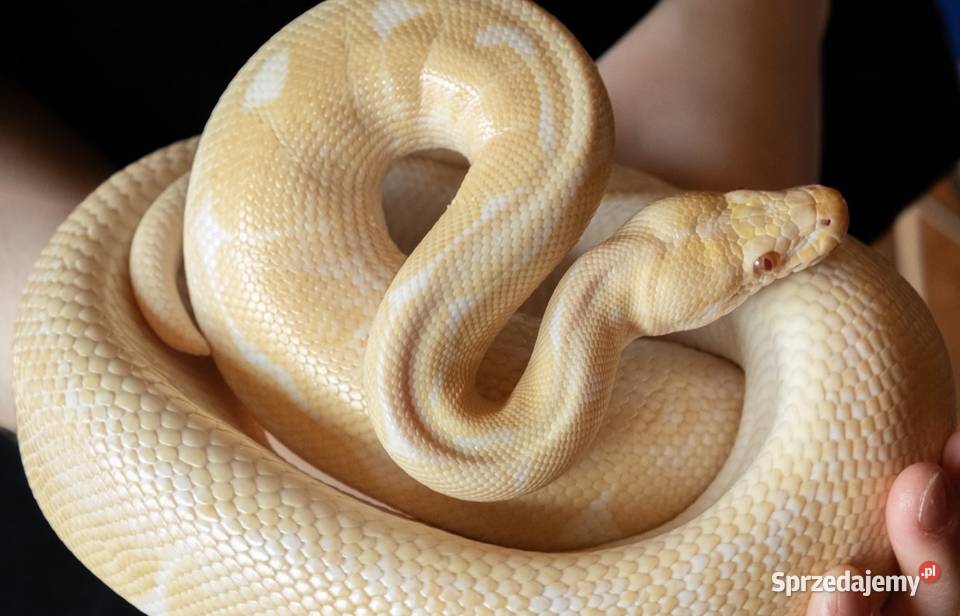 PYTON KRÓLEWSKI SAMIEC mazowieckie sprzedam