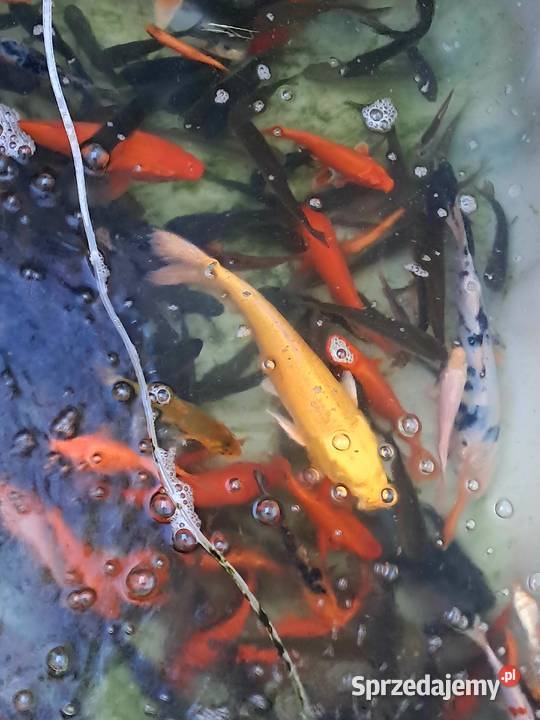 Karp koi 1625 Puławy