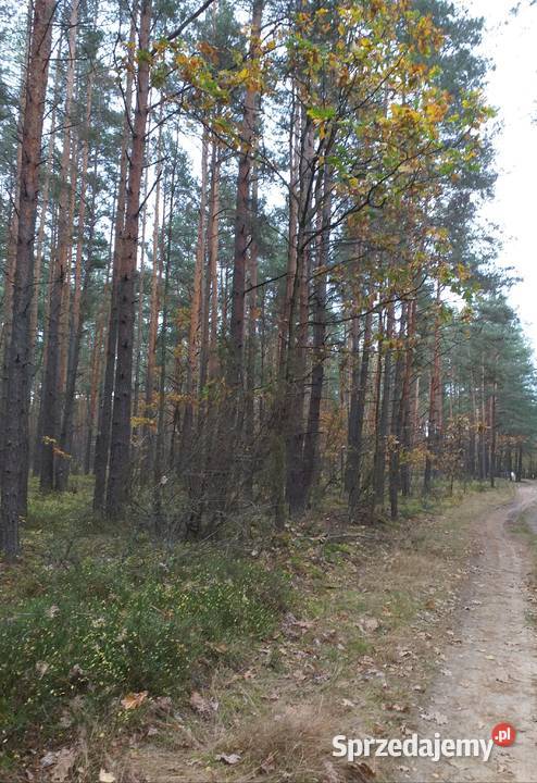 Działka leśna Warszawy mazowieckie Kąty-Miąski sprzedam
