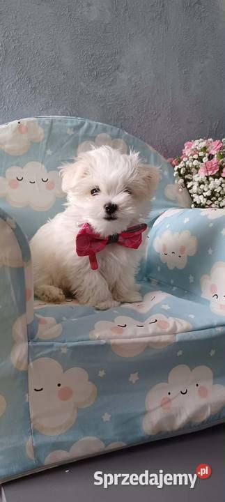 Maltańczyk z rodowodem ZHPR UCI