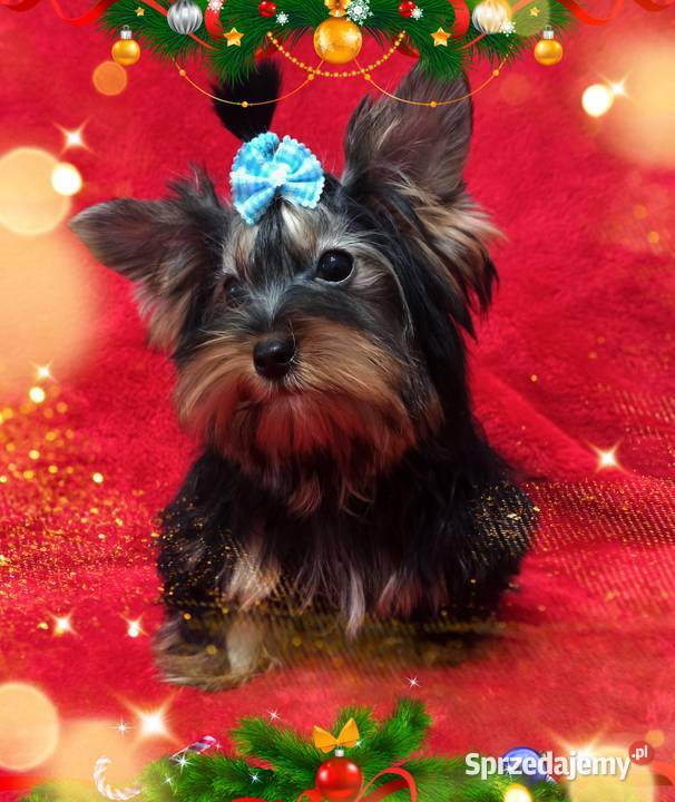 Piękny York Do odbioru Kraj i Zagranica RODOWÓD Opole