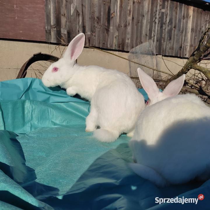 krółiki termondzkie