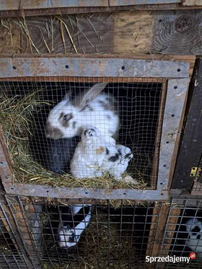 Samica z młodymi króliki Kościan