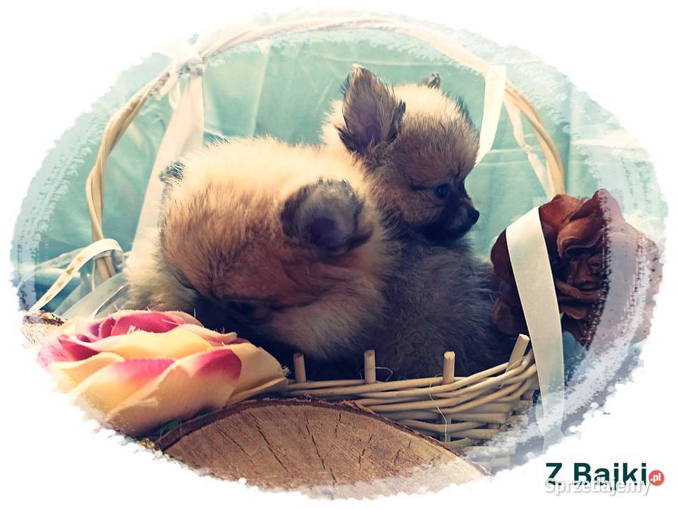 Szpic Miniaturowy Idealne Perełki Różne Kolory Nysa