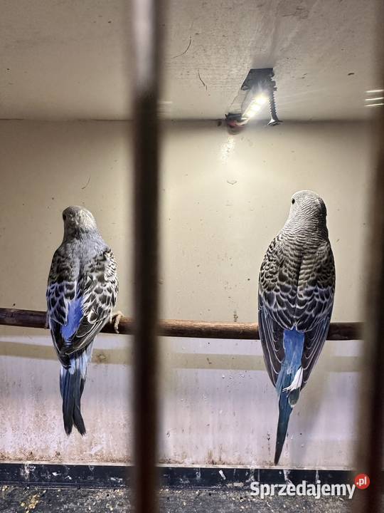 Papużki faliste ręcznie karmione Zasań