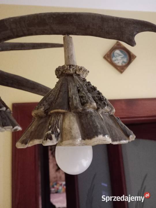 Poroże jelenia Pelagia