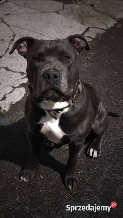 Piękne szczenięta American Staffordshire Terrier Wieruszów