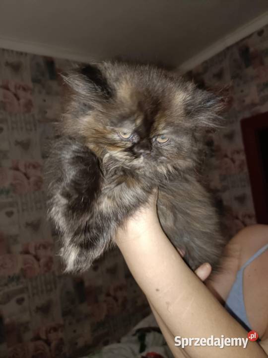 Kotka perska Pers Gliwice