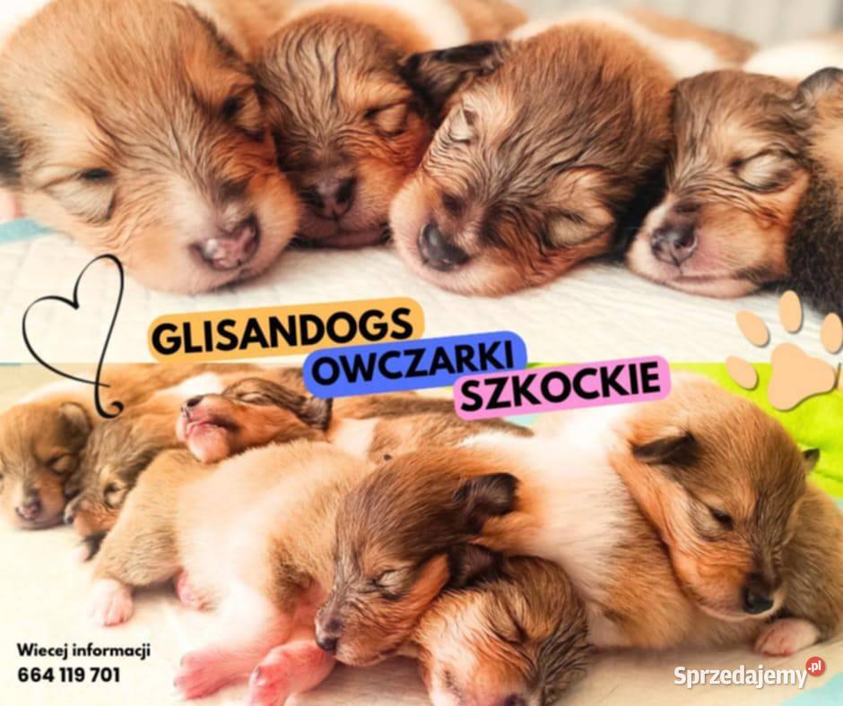 Owczarek skocki Pszczółki