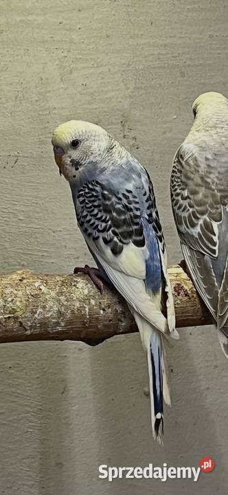 Papugi faliste tęczowe Sośnicowice