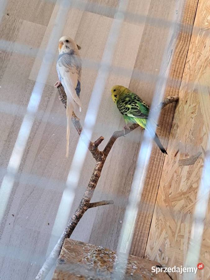 Papugi faliste Burzyn