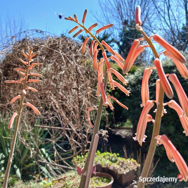 Kaktus Pstry Tygrysi Aloe Variagata kwitnie Nowy Sącz