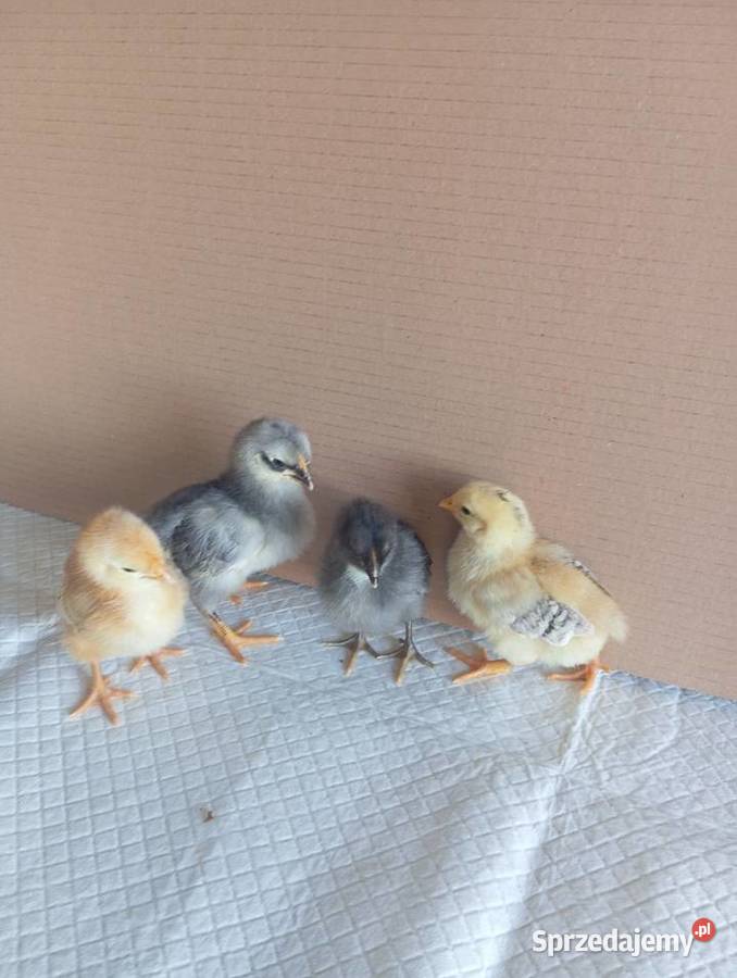 Kurczaki Silverudd Marans Tęczanka Czernichowska Stare Kurowo sprzedam