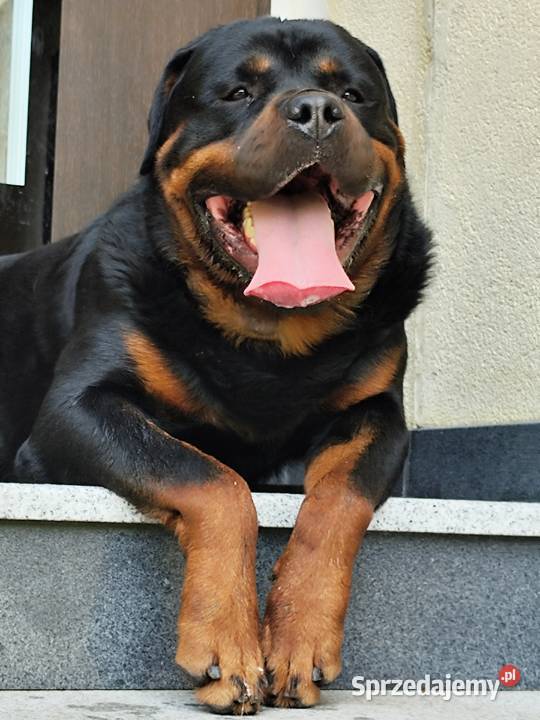 Rottweiler szczeniak