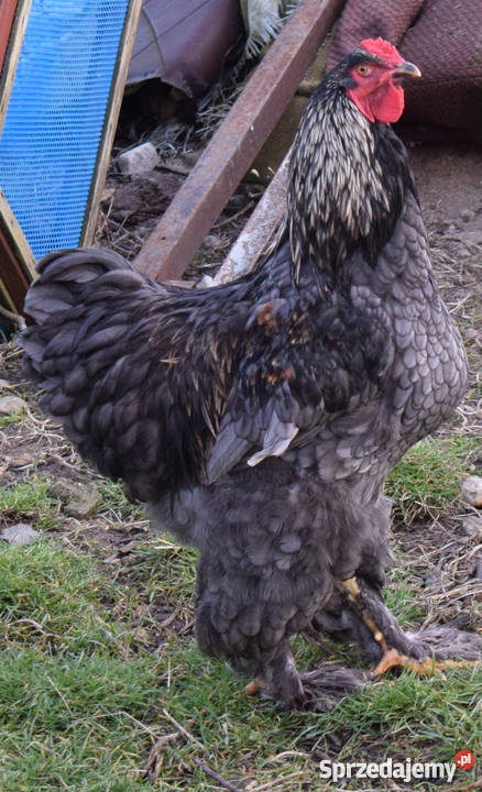 Kury Brahma Brusy sprzedam