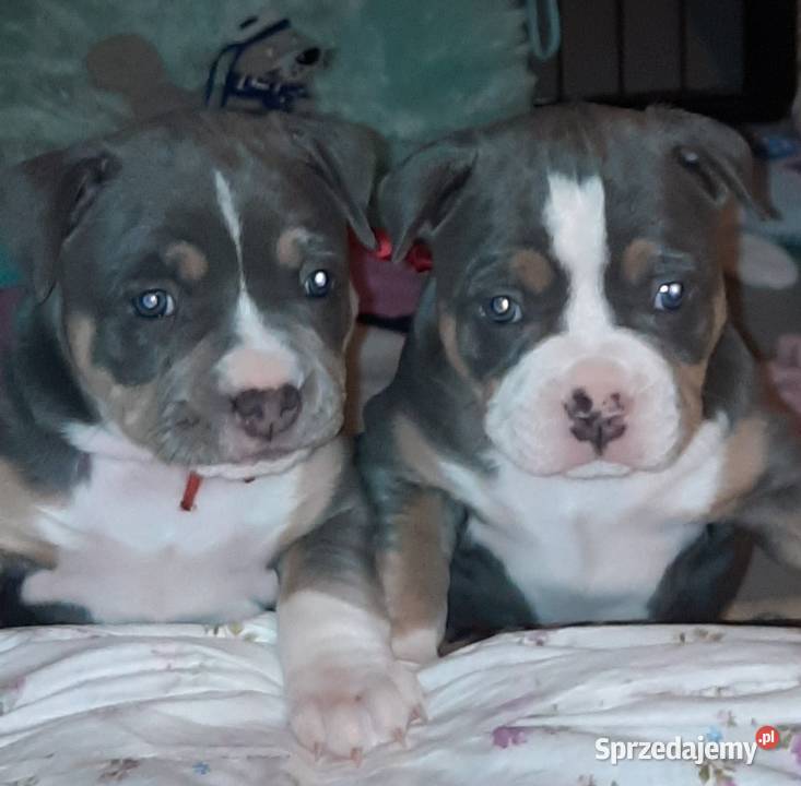 Amstafy TRICOLOR DO REZERWACJI lubelskie Dęblin
