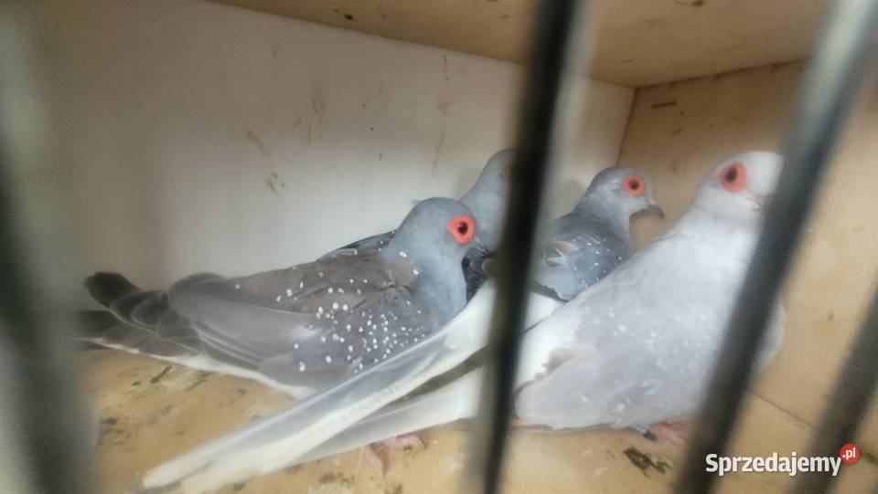 Gołąbki diamentowe Ptaki małopolskie Wieliczka