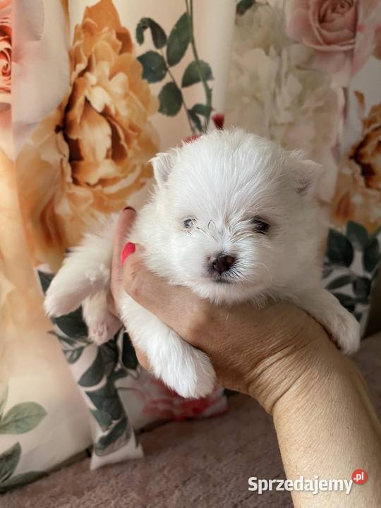 SZPIC MINIATUROWY POMERANIAN BIAŁA SUNIA