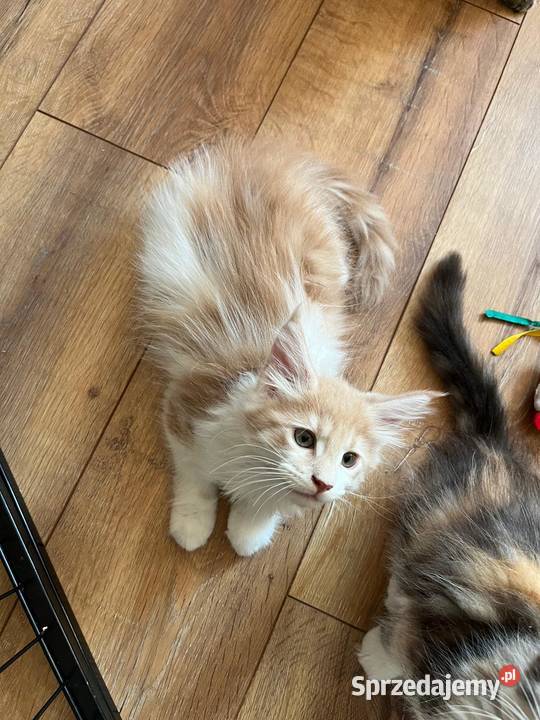 Maine Coon kocięta Kalisz