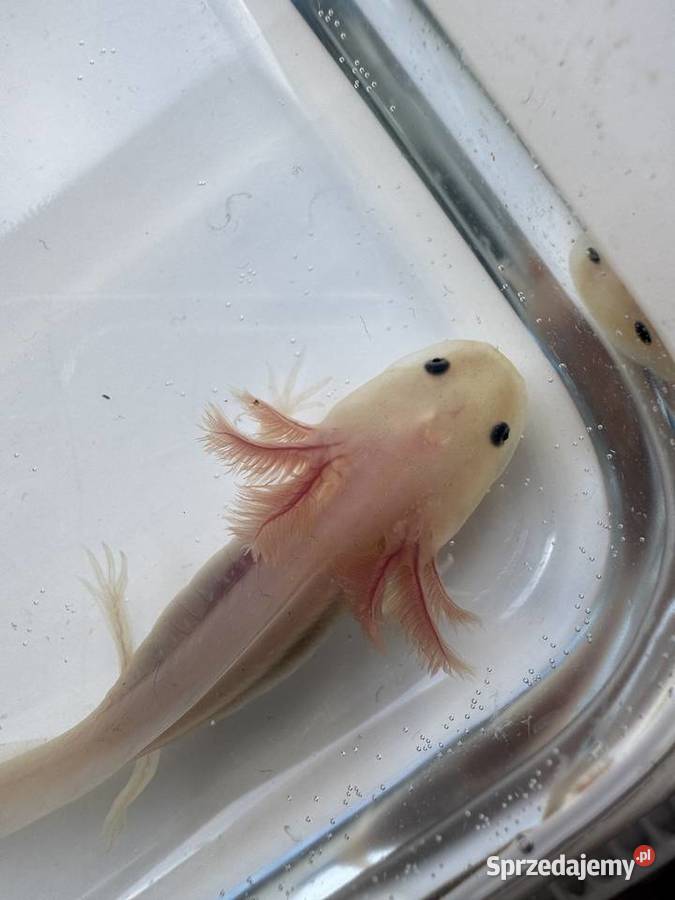 Młode aksolotle z własnej hodowli do dobrego Kobylnica sprzedam