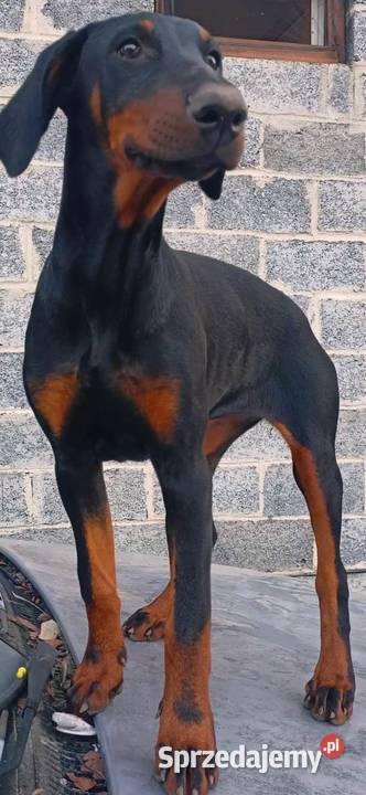 Ostatnia suczka szuka dobrego domu Michałów