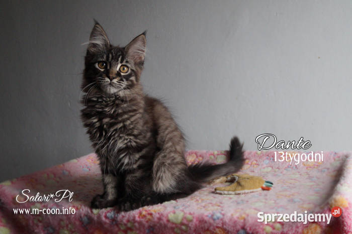 Maine Coon, kocięta z rodowodem WCF