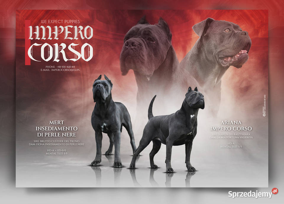 Szczeniaki Cane Corso ZKwP FCI Rezerwacja Gończyce