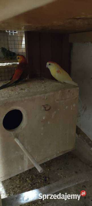 Rozela białolica śląskie Rybnik