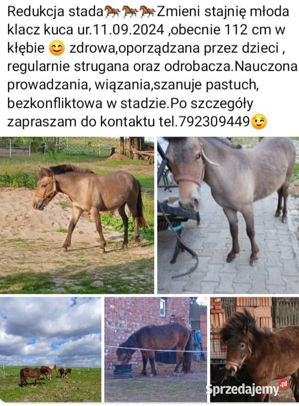 Młoda Klacz kuca