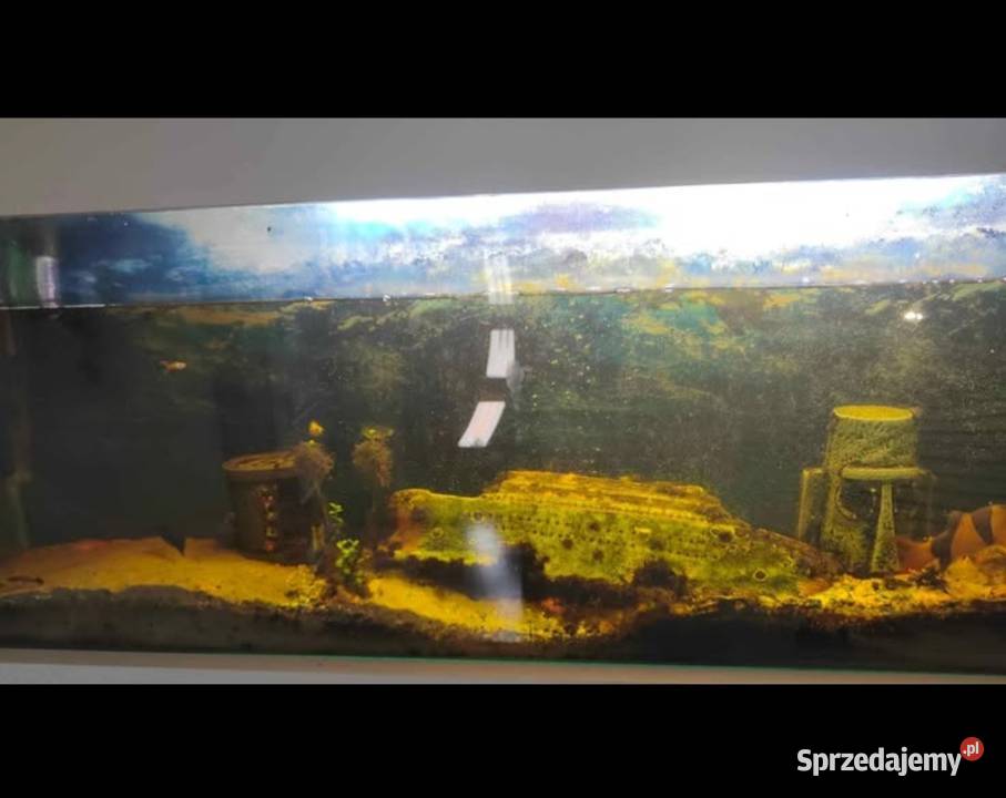 Akwarium naścienne 60l Hrubieszów