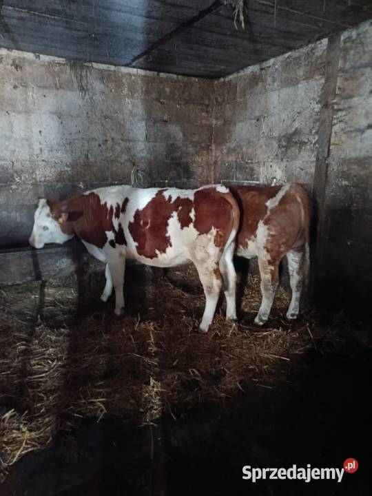 Jałówki na sprzedaż