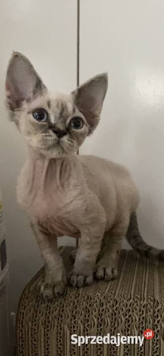 kocięta devon rex Devon Rex łódzkie Pabianice sprzedam