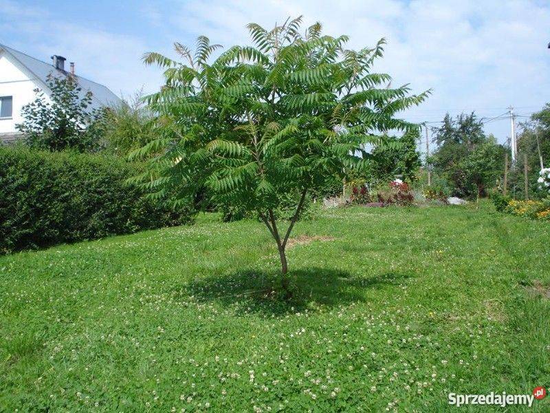 Działka budowlaną 28a Kokotów gmWieliczka budowlana