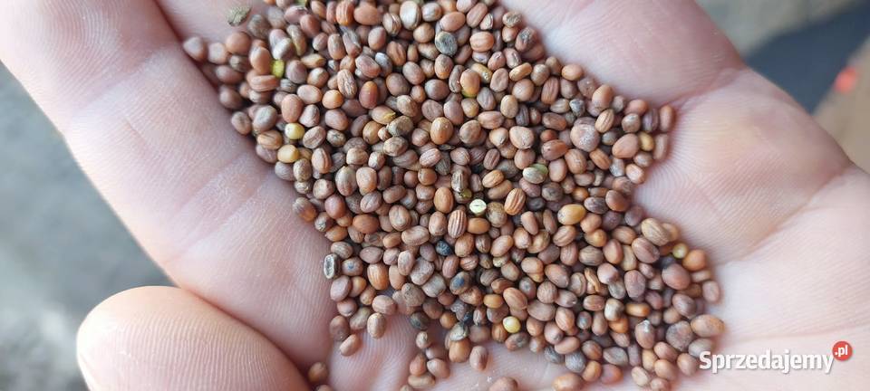 Mieszanka Obszary z roślinami miododajnymi Puławy