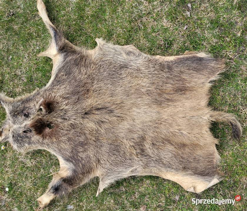 Wyprawiona skóra z dzika 130 x 80 sprzedam