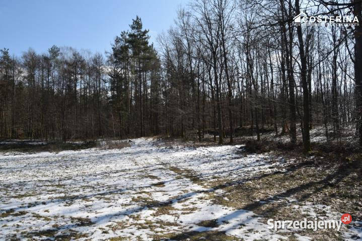 Grunt Bukowina 1159m2 1159m2 pomorskie sprzedam