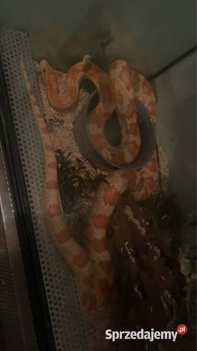 Sprzedam węża zbożowego z terrarium