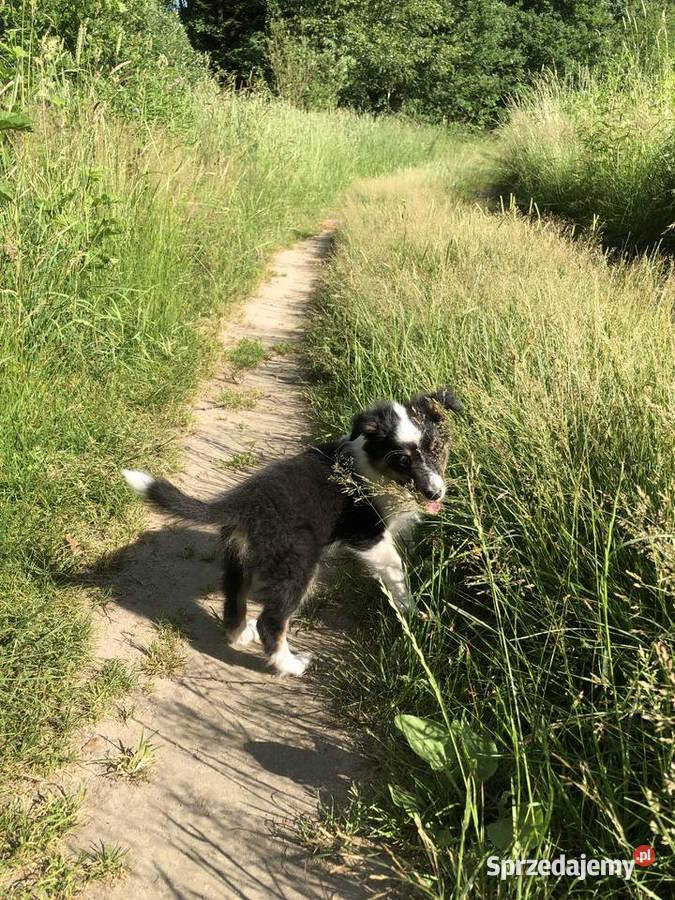 Ayla sheltie suczka tricolor Owczarek Owczarek