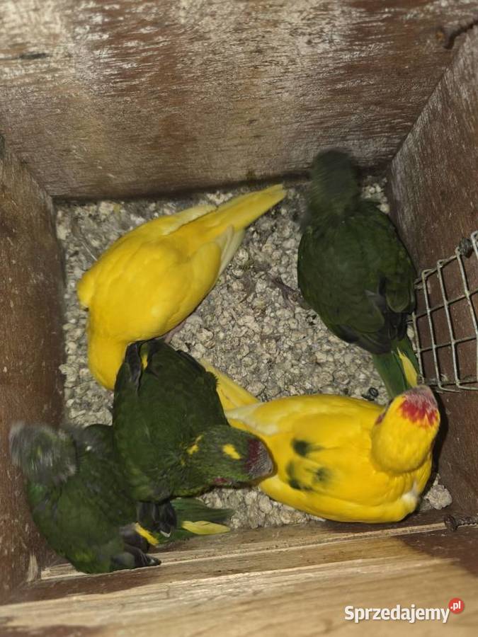 Świergotki i modrolotki Chojnice