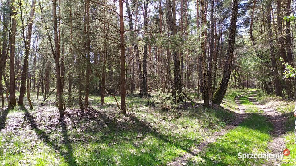 Sprzedam 2 działki w lesie 7687m2 Bocheniec