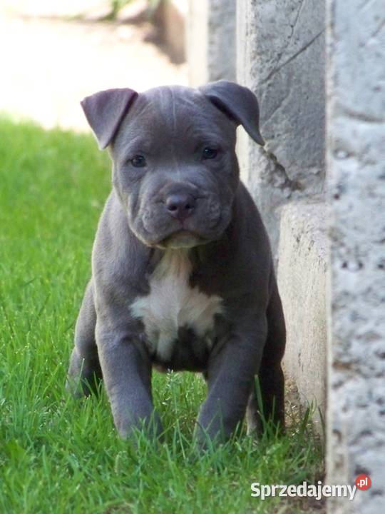 American Staffordshire Terrier Blue Amstaff Paczków