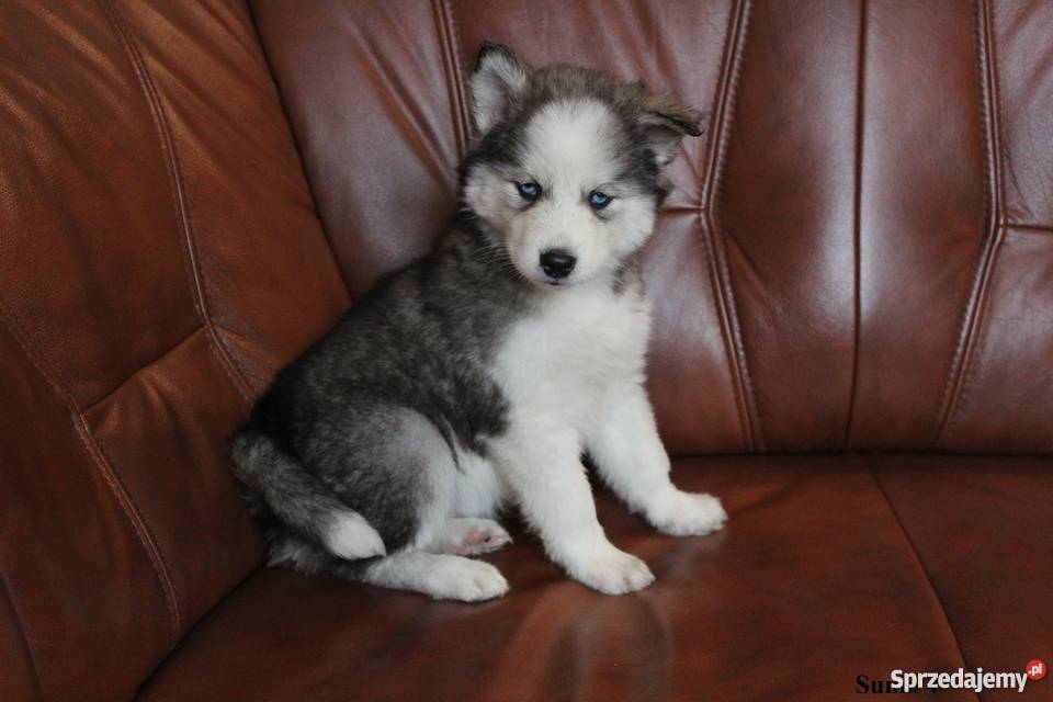 Szczeniaczki Syberian Husky Gostynin